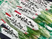 京都伝統野菜　こと九条ねぎ