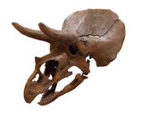 トリケラトプス頭骨