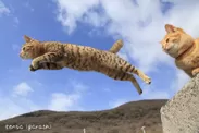 飛び猫4