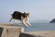 飛び猫6