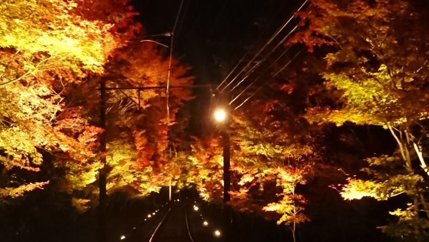 ～ 秋の夜空を彩る紅葉のライトアップ ～
「もみじのトンネル」・二ノ瀬駅・貴船口駅の
紅葉ライトアップ期間を延長します