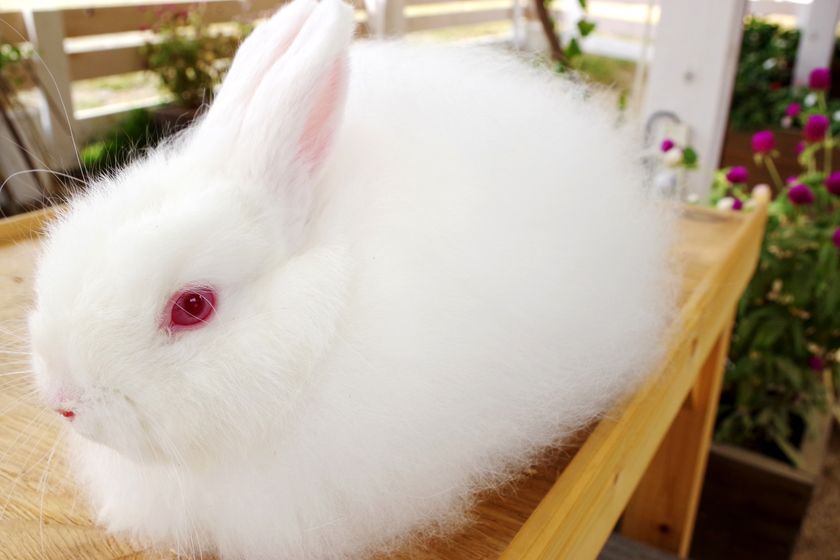 ネスタリゾート神戸
“大自然だからこそ、冬がもたらすあたたかさ”に
包まれる感動をお届けします!