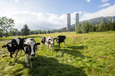 【トマム】ファーム星野 牛放牧イメージ