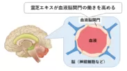図1脳と脳関門