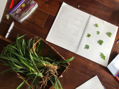 【星のや竹富島】命草ノート作り