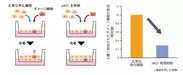 図3　ダメージ細胞排出におけるJAG1の影響