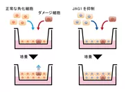 (模式図のみ)図3　ダメージ細胞排出におけるJAG1の影響