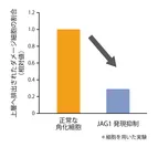 (グラフのみ)図3　ダメージ細胞排出におけるJAG1の影響