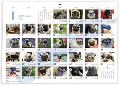 2020年版カレンダー中面イメージ／パグ