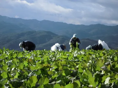 麻績村野沢菜農場