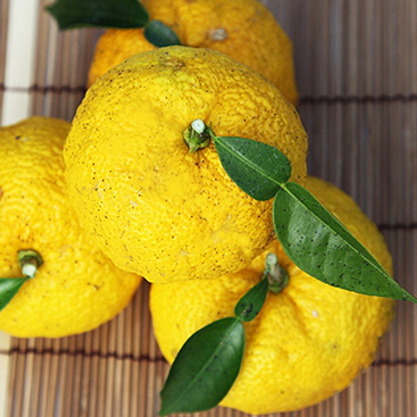 美容と健康に関する最新レポートをmicrodiet.netにて公開
『冬至に湯治 恐るべき柚子パワー』