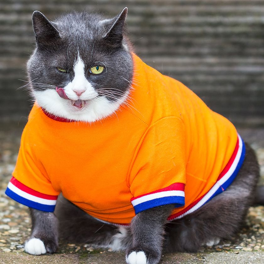 ダイエットに関する最新レポートをmicrodiet.netにて公開
『「豚みたい」は褒め言葉!?動物の体脂肪率ランキング』