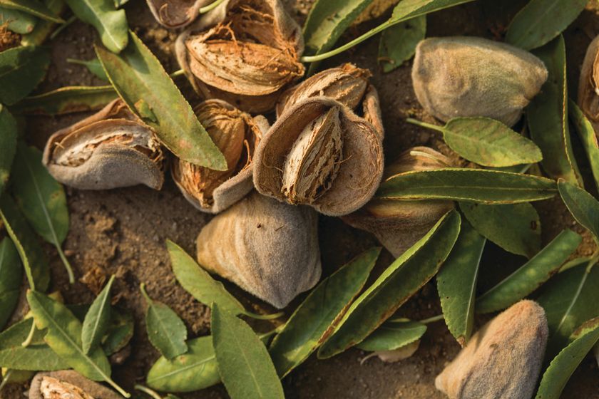 カリフォルニア・アーモンド協会、
アーモンド農園の未来に向けた590万ドルの研究投資を発表