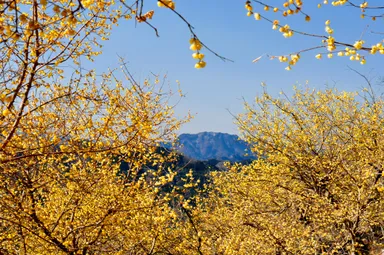 長瀞宝登山ロウバイ園
