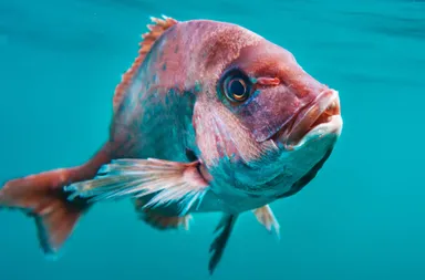 海中の白寿真鯛