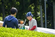 京都・和束町で茶の栽培に取り組む
