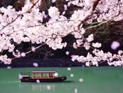 【星のや京都】星のや京都送迎専用船・桜(2)