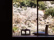 【星のや京都】空中茶室・桜
