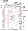図3：頚を通る副交感神経の全身への分布
