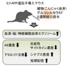 ＜こんにゃく由来セラミド経口投与のアルツハイマー病モデルマウスにおける効果＞