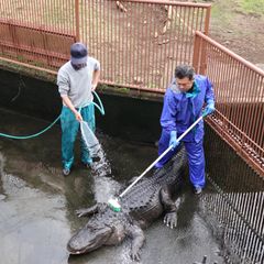 熱川バナナワニ園、年末恒例のワニ池大掃除を12/26に実施！体長約3mのワニの背中をブラッシングし、新年の準備を万端に