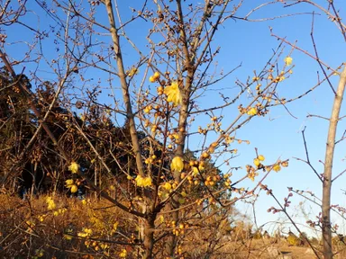 2019年12月20日現在の開花状況