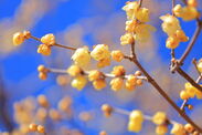 冬の長瀞から例年より少し早い黄色い便り宝登山の臘梅(ロウバイ)が開花しました