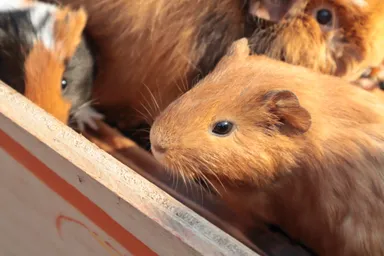 モルモットイメージ