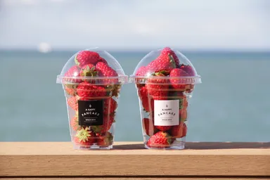 幸せのいちご農園の摘みたていちご