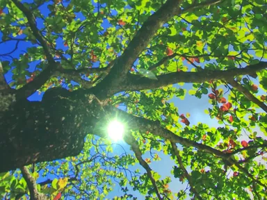 Bar PLANETARIA Hawaii