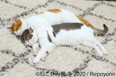 1月24日から開催の「ねこ休み展」冬の本祭は、超ビッグなクリエイターの共演が実現！コラボ企画や猫の日限定新企画が決定！