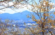 長瀞宝登山臘梅園から見える景色イメージ
