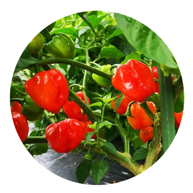 自社栽培 国産ハバネロ