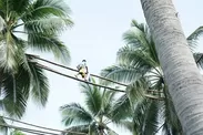 マンガンガリットと呼ばれるココナッツの花蜜を集める木登り職人