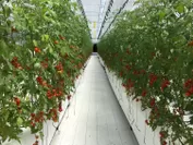ハウス内のトマト栽培