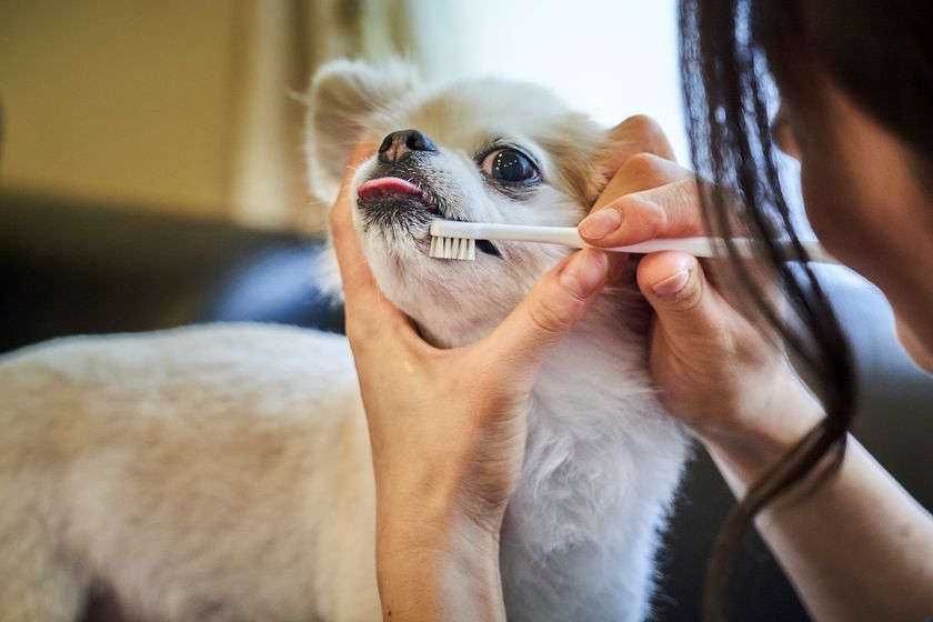 ワンちゃんもうっとり、柔らかいブラシでお口のマッサージ！
日本初、天然毛を使ったペット用歯ブラシが人気