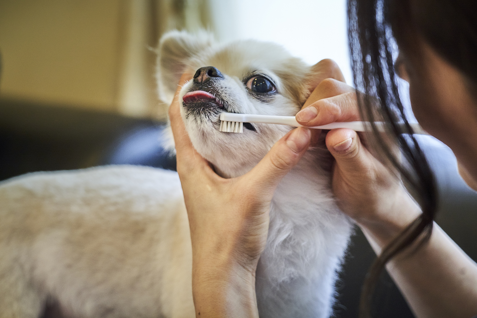 ワンちゃんもうっとり 柔らかいブラシでお口のマッサージ 日本初 天然毛を使ったペット用歯ブラシが人気 有限会社多葉ブラシ工業所のプレスリリース ワンちゃんもうっとり 柔らかいブラシでお口のマッサージ 日本初 天然毛を使ったペット用歯ブラシが人気 有限会社多葉ブラシ工業所のプレスリリース