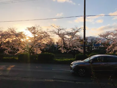 宿の前の桜
