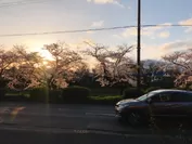 宿の前の桜