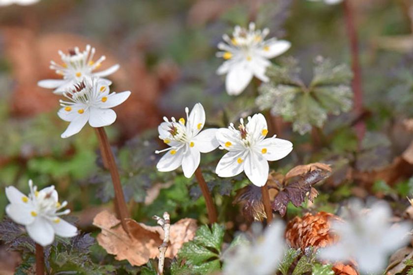 六甲高山植物園　冬季特別開園
～雪を割って咲くバイカオウレンの群落～