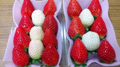 大田原市産のいちご
