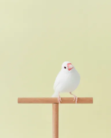 写真集『BECKBOOK』掲載作品_2