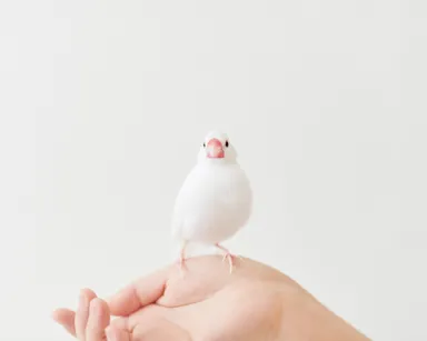 写真集『BECKBOOK』掲載作品_4