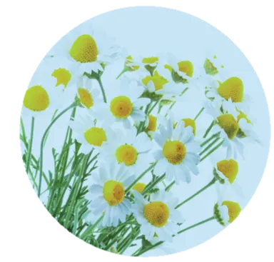 ホワイトハーブミント