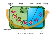 図1：植物細胞におけるオートファジーの過程