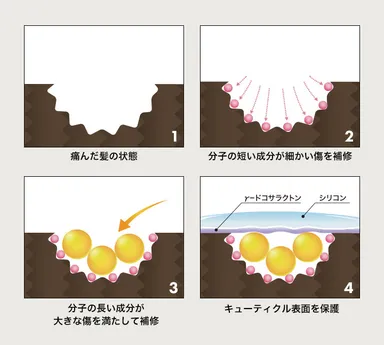 タンパク質とアミノ酸が毛髪内部を補修