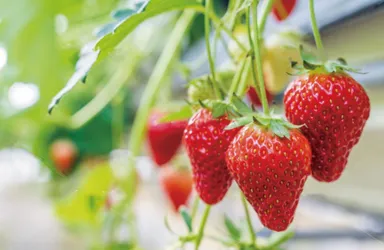 農家さんから直送された新鮮なものを使用した「いちご」