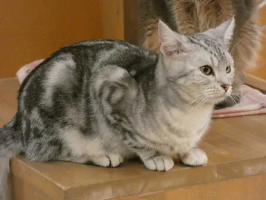 アメリカンショートヘアーのゴーダ