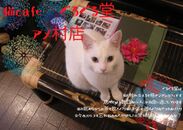 難波「アジアンスタイル　猫cafe ぐるぐる堂」本店が移転！アメ村ど真ん中・三角公園至近にリニューアルオープン