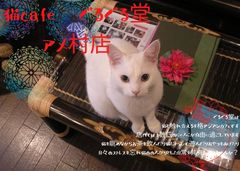 難波「アジアンスタイル　猫cafe ぐるぐる堂」本店が移転！アメ村ど真ん中・三角公園至近にリニューアルオープン